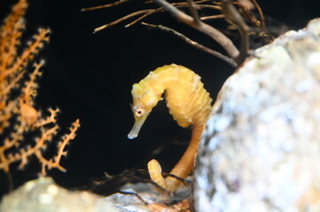 水底の石の陰に隠れるタカクラタツ