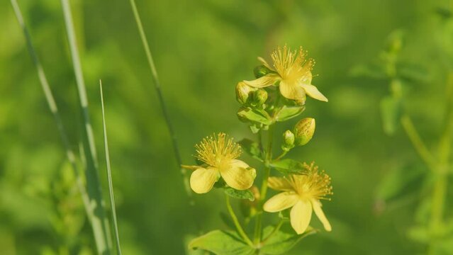Flowers of saint johns wort, hypericum perforatum. Medical plant. Saint-john s-wort.