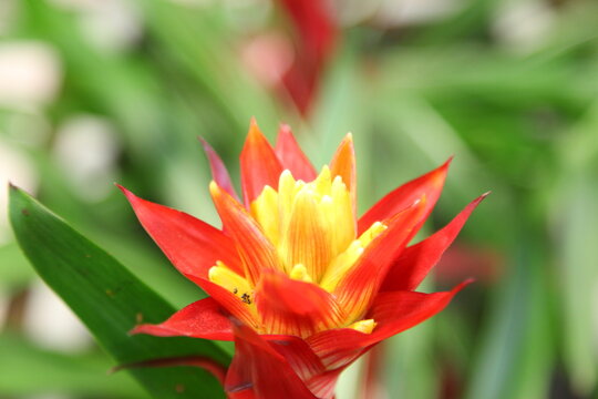 close up of red pineapple flower, red bromeliad or billbergia pyramidalis