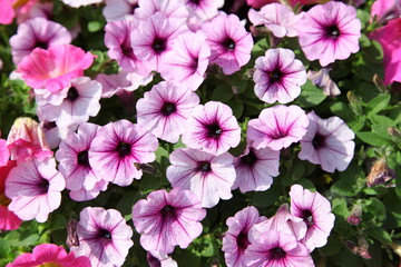 Purple petunias closeup