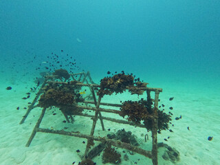 Coral reef restoration as a strategy to improve ecosystem 