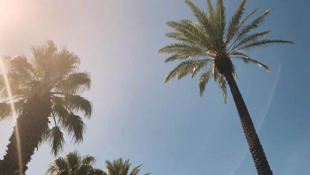 Camera looks up as it moves past rows a palm trees