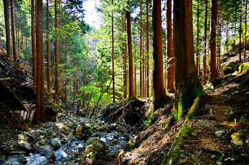 西丹沢の加入道山　白石沢沿いを歩く森の道
