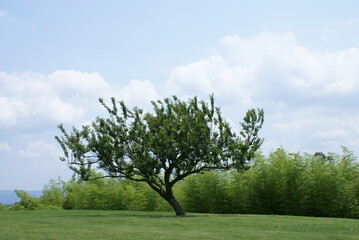 Fototapeta premium 一本木