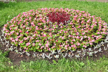 Blooming flowers in late summer garden flowerbeds