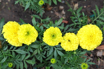 Marigold - Tagetes erecta L.