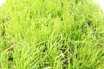 real green grass background