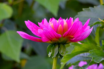 Obraz premium Pink Dahlia Flower Profile 01