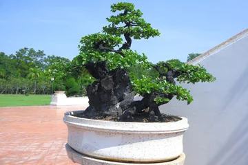 Rolgordijnen bonsai with branches and stems in a plant pot sky backdrop. © Jonh_Walker