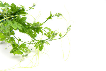 Fresh bitter gourd leaves isolated on white background with copy space.