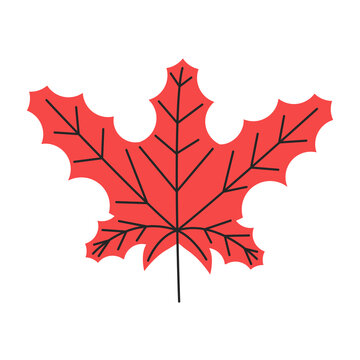 Red autumn leaf with veins. Fall maple foliage season. Canadian national country symbol. Simple single maple leaf silhouette. Hand drawn flat vector illustration isolated on white background