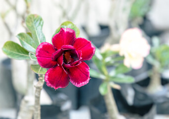 Japanese frangipani, Cambodian japanese ornamental plant, succulent flowering plant adenium as...