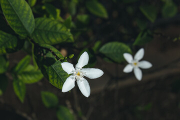 Obraz na płótnie Canvas White Jasmine Flowers in Bloom, beautiful, Close up of white jasmine flower in dark background with light. blooming in the garden