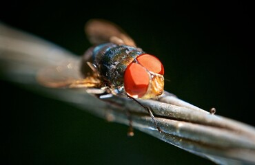 Close up of a house fly with big red eyes and colorful body