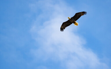 Bald Eagle flying overhead at a wildlife sanctuary in Rome Georgia.