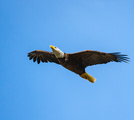 Bald Eagle flying overhead at a wildlife sanctuary in Rome Georgia.