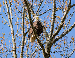 American Bald Eagle sitting in a pine tree at a breeding site in Rome Georgia.