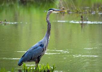 Great Blue Heron standing in Garden Lake in Rome Georiga.