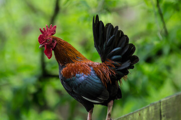 Rooster