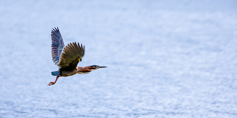 Green Heron flying along Garden Lake in Rome Georgia.