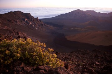Hawaii volcano from the top, at sunrise with beautiful volcanic tree in foreground