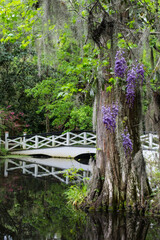 Fototapeta premium Wisteria