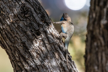 Clark's Spiny Lizard Climbs a Tree in Arizona