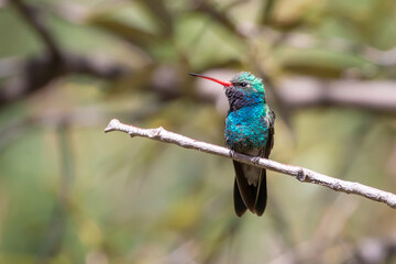 Iridescent Broad-Billed Hummingbird Perched on Twig