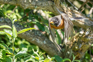 American Robin in Flight Towards Photographer