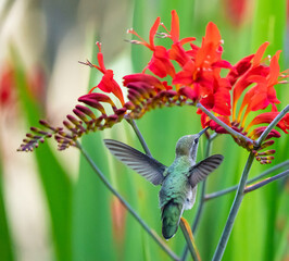 Anna's Hummingbird Examines a Crocosmia Flower
