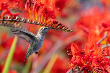 Anna's Hummingbird Examines a Crocosmia Flower