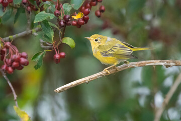 Baby Yellow Warbler With Red Berries