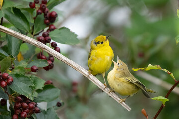 Mother and Baby Yellow Warbler in Berry Patch