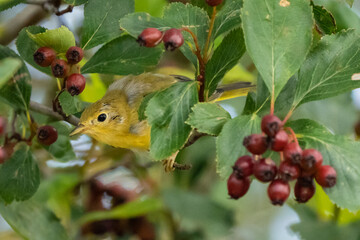 Baby Yellow Warbler With Red Berries