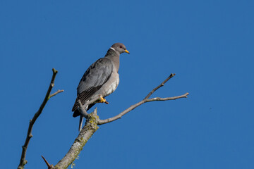Regal Band-Tailed Pigeon Surveys the Area
