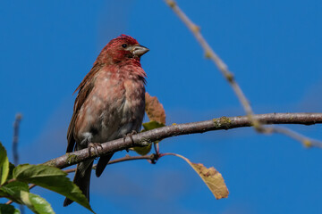 Handsome Male Purple Finch on a Bright Blue Day