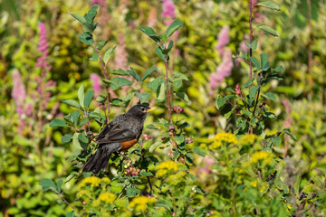 American Robin Against a Colorful Wildflower Background