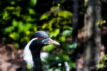 Bird at a zoo, seen through the fence