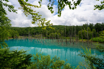 北海道 白金青い池