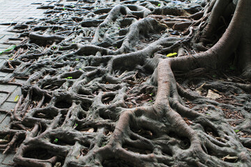 the tree root with brick road, hong kong  10 July 2011