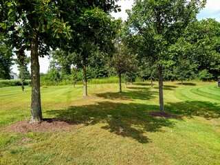 Tree Shadows on Grass in Early September