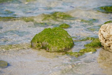 Seaweed stuck to a small rock on the beach