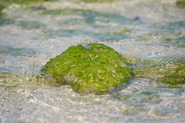 Seaweeds sticking to pebbles in shallow water