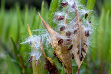 Macro image of ripened seed pods on a swamp milkweed plant (asclepias incarnata) that have split...