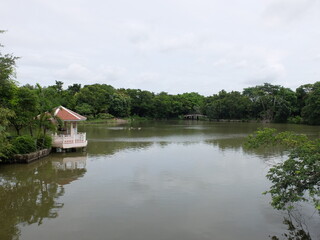 Fototapeta na wymiar lake in the forest of Sri Nakhon Park, Bang Kachao, Thailand.
