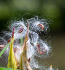 Fototapeta premium Macro image of ripened seed pods on a swamp milkweed plant (asclepias incarnata) that have split open, yielding seeds containing silky floss for airborne dispersal
