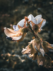 flower in the water