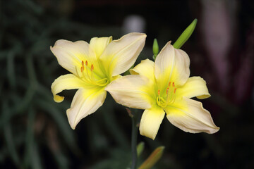 Yellow cream daylily flowers on a plant in a garden