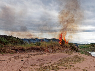 Flames and smoke from a Wildfire in the Gorse and Grasses at the Dunes of Montrose Beach on a...