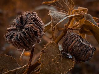 close up of dried flower